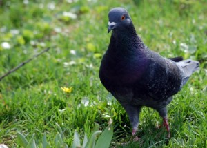 Pigeon that will soon return to its pigeon loft